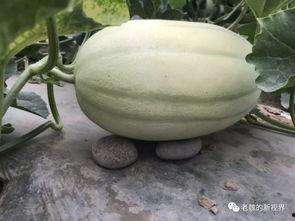 免费吃瓜链接黄,揭秘免费吃瓜链接背后的黄生之谜 第2张 免费吃瓜链接黄,揭秘免费吃瓜链接背后的黄生之谜 第2张